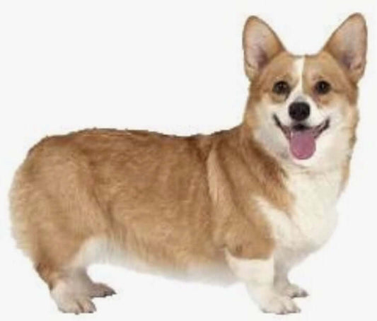 Smiling Corgi dog standing proudly, showcasing its herding traits and adorable features.