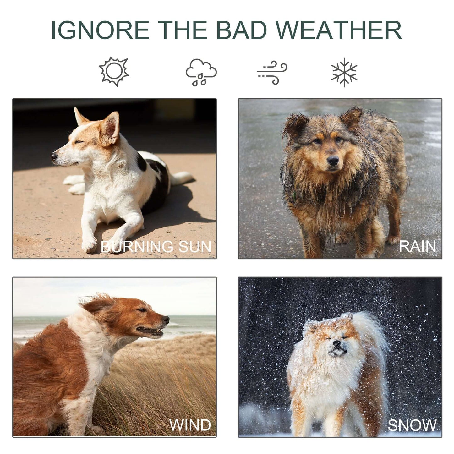 Four dogs in various weather conditions: sun, rain, wind, and snow with the text 'Ignore the Bad Weather'.