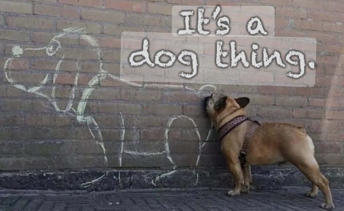 supdog gift card - supdog