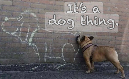 supdog gift card - supdog