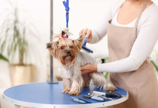 Pet Tip: The Benefits of Brushing Your Dog