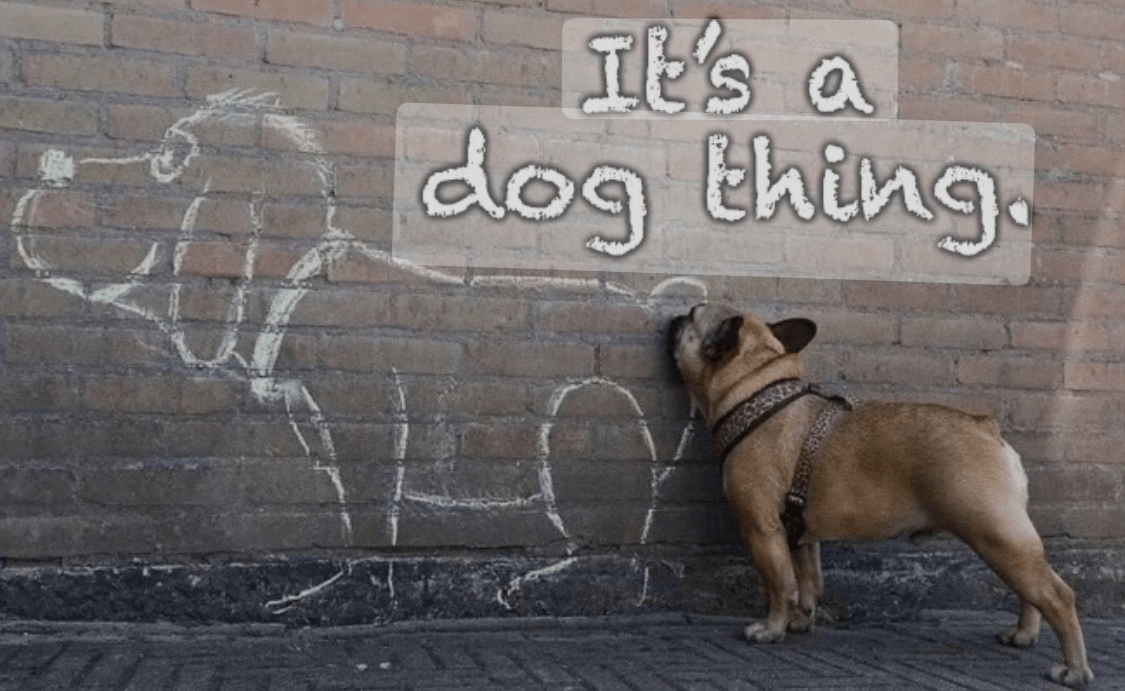 A curious french bulldog smelling the tail of a chalked drawn outline of a dog on a brick wall with the words "it's a dog thing"