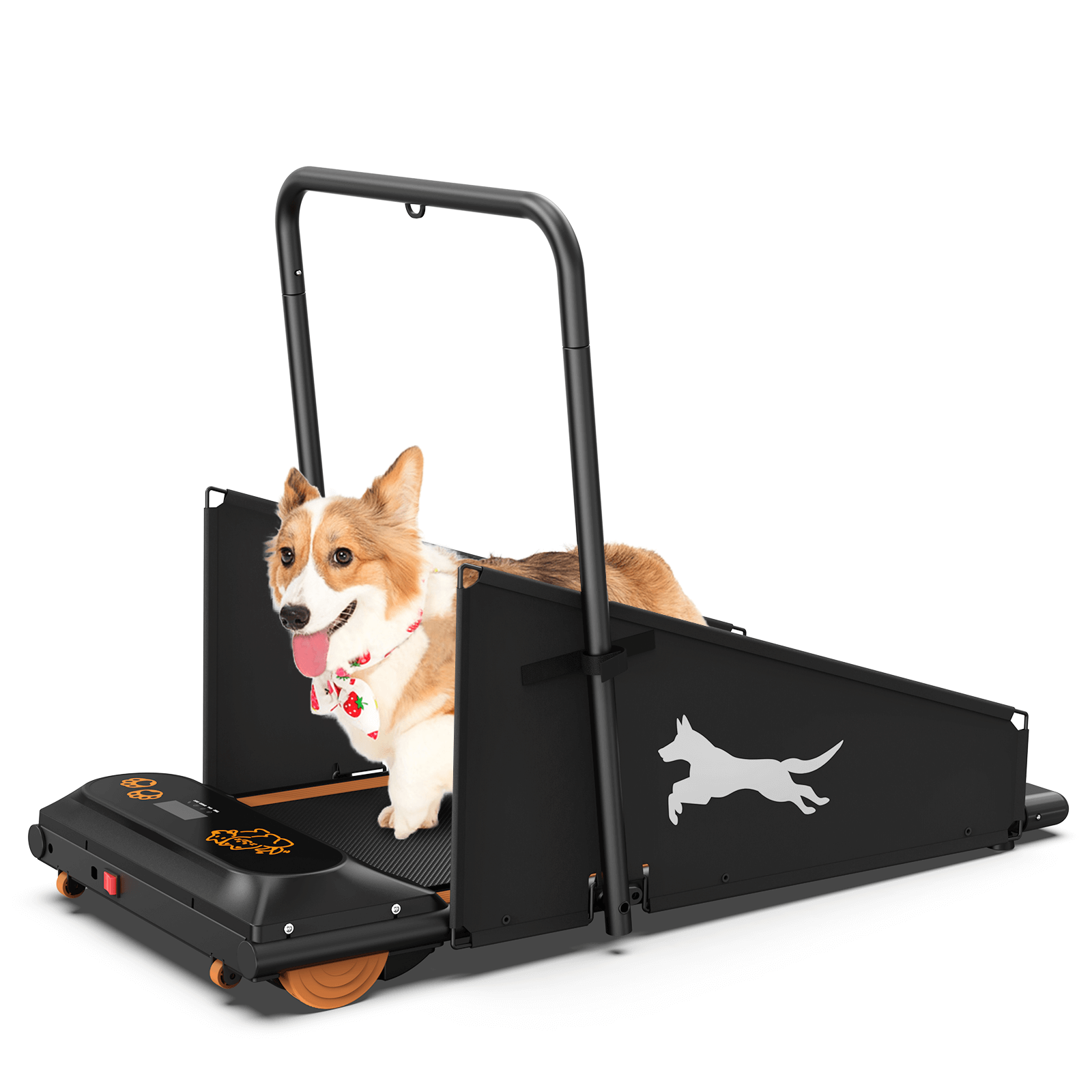 Dog treadmill for small dogs with a corgi using the equipment for exercise indoors.